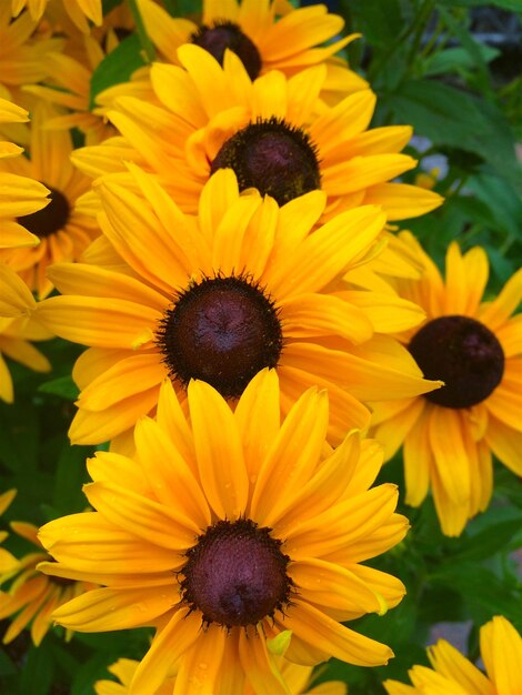 Close-up of black-eyed and yellow flowers