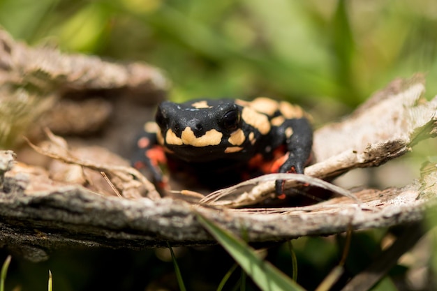 Close-up of black frog on tree