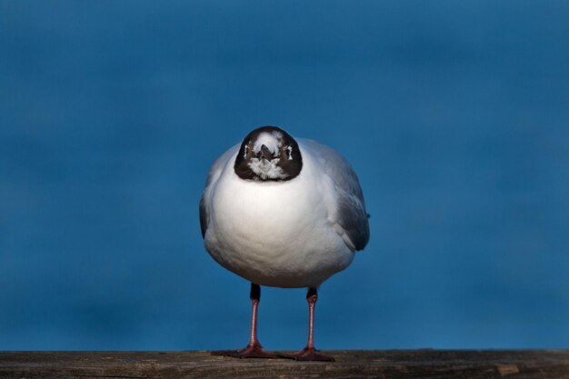 Close-up of black-headed gull in winter perching on wood against blue sky