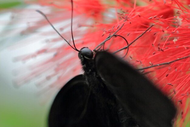 Close-up of black insect on red outdoors