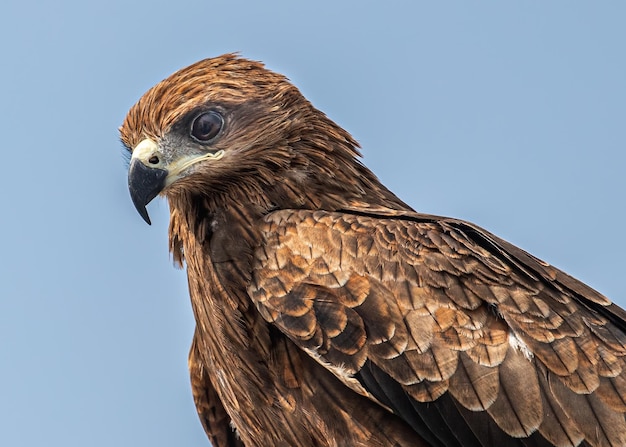 Close up of a black kite