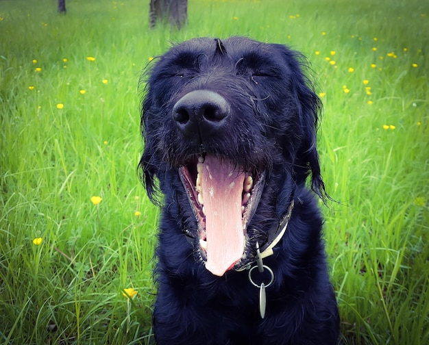 Close-up of black labradoodle yawning on grass