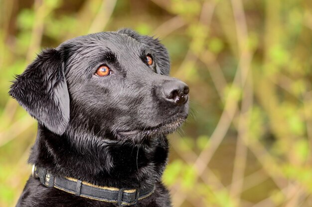 Close-up of black labrador outdoors