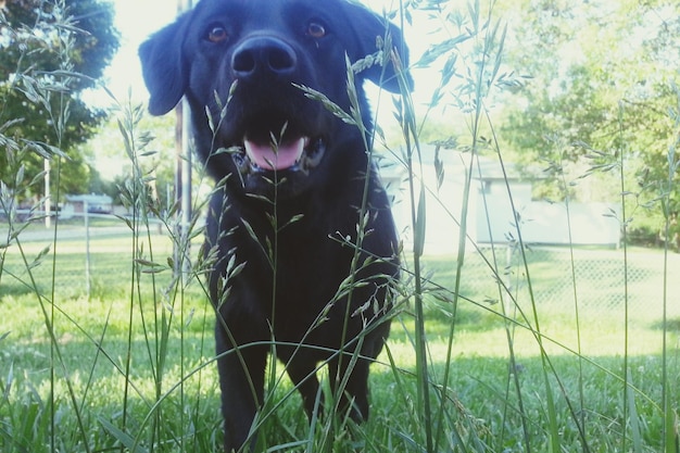 Foto close-up di un labrador retriever nero nel parco