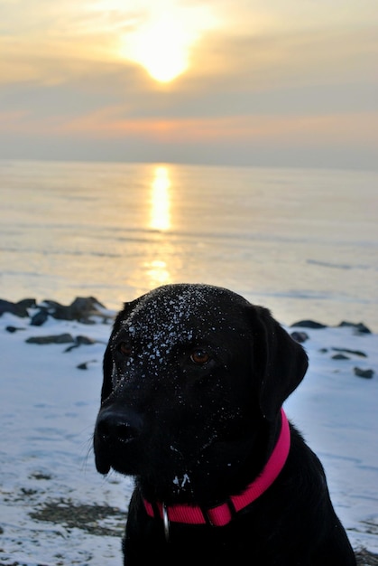 Photo close-up of black labrador on snow covered beach during sunset