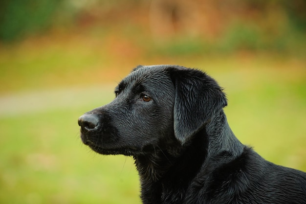 Foto close-up di un labrador nero