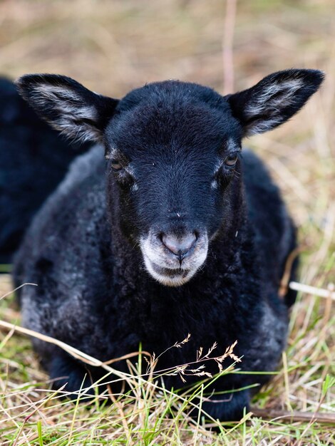 Foto close-up di un agnello nero fuori