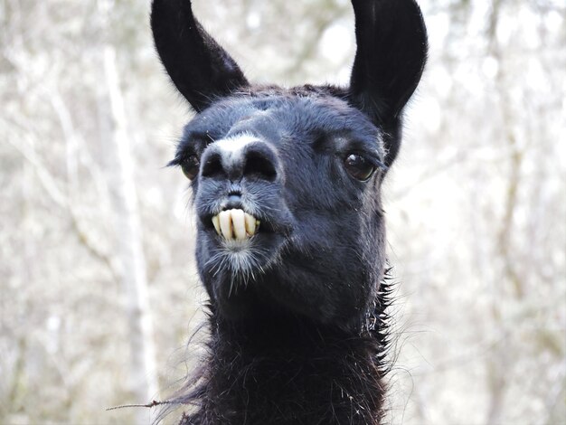 Photo close-up of black llama on field