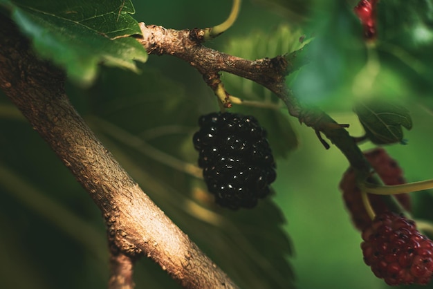 Close up of black mulberry berries ripen on a tree branch Macro amazing background