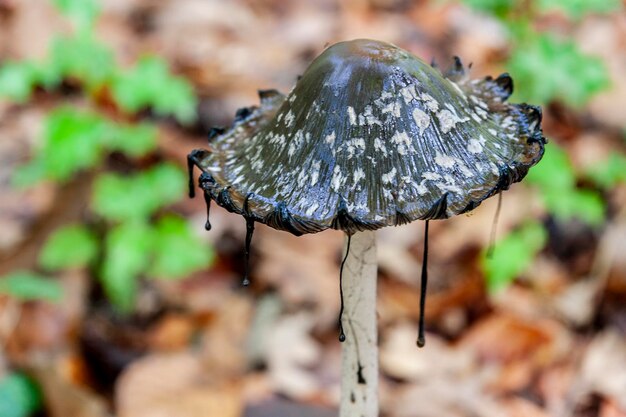 Close-up of black mushroom