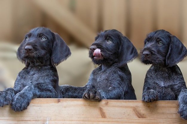 木の上の黒い子犬のクローズアップ