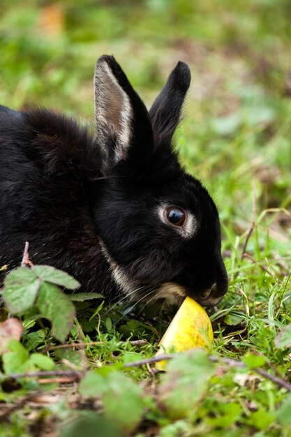 Close-up of a black rabbit eating an apple slice in a forest