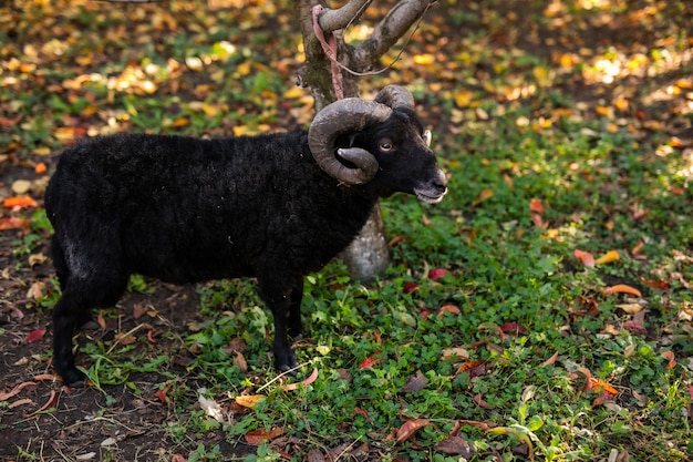 暖かい秋の公園でクローズアップ黒羊