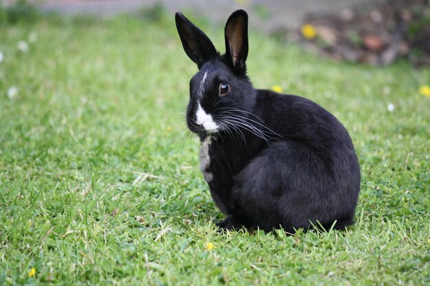 Photo close-up of black sitting on field