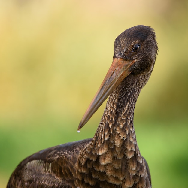 コウノトリCiconia nigraのクローズアップ