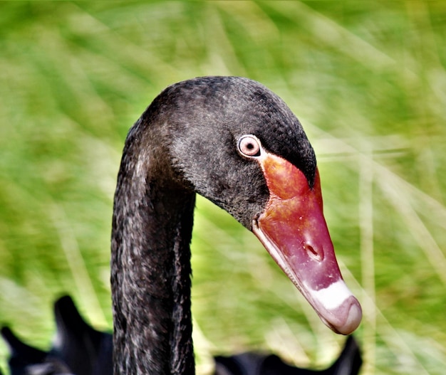 Foto close-up della faccia del cigno nero