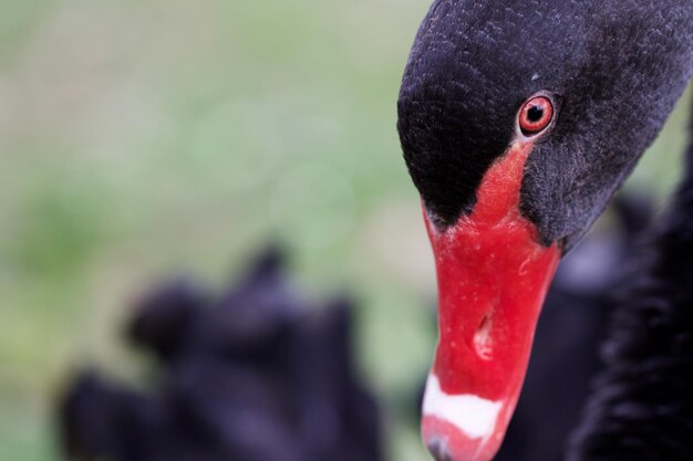 Photo close-up of black swan