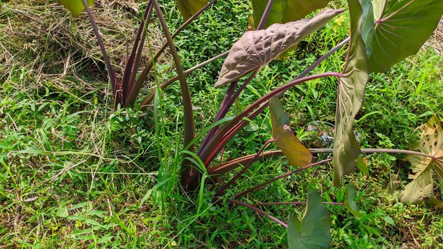 close up of black taro plant