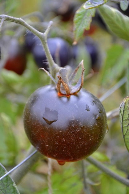 Close-up black tomato