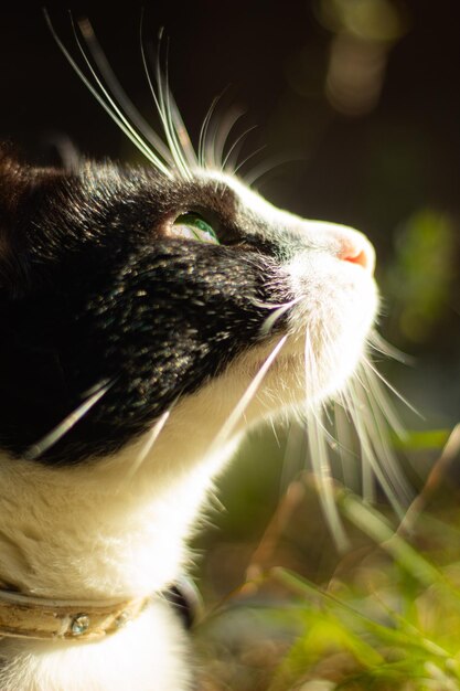 Photo close up of black and white cat