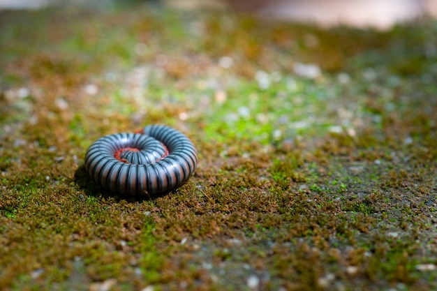 close up black and white millipede rolling on mossy ground