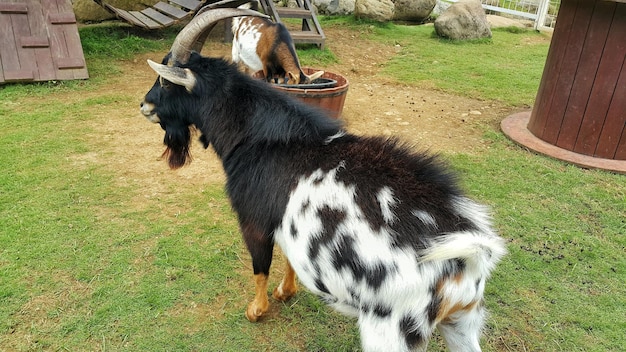 Close up of a black and white pygmy goat with horns in the grass field