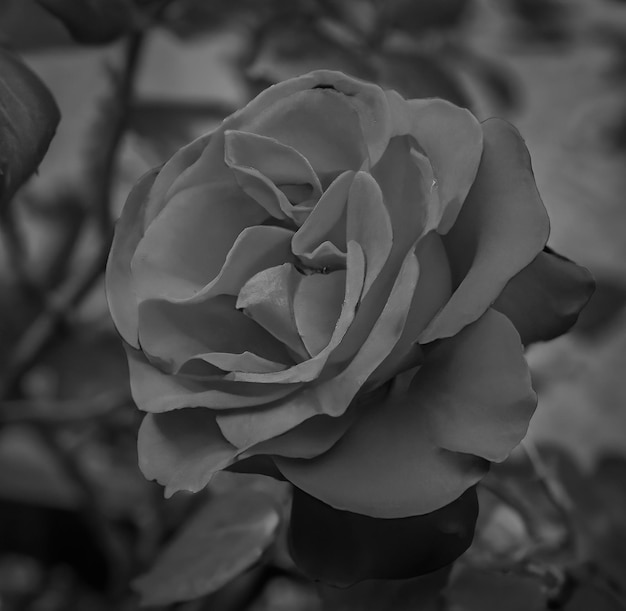 Close up of black and white rose on blurred background