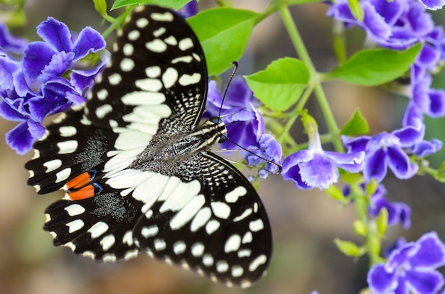 Chiudere le macchie bianche e nere di papilio demoleus o lime butterfly che mangiano nettare sul fiore blu