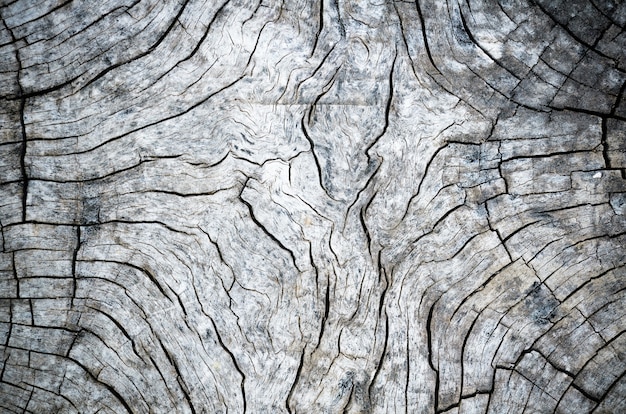 Close up of the black and white tree stump texture pattern. Detail of the wood with grain look old and vintage. Abstract for nature background