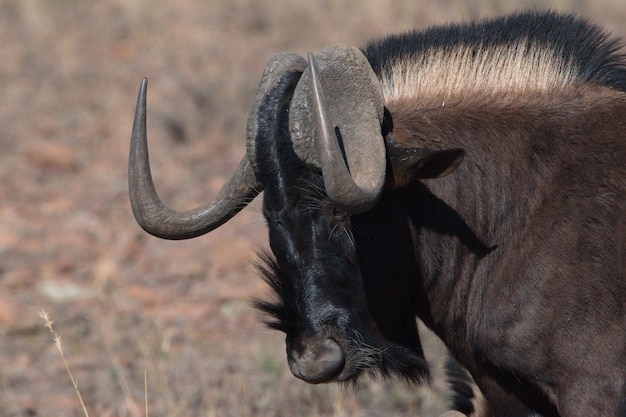 Foto close-up di un gnu nero sul campo nella foresta