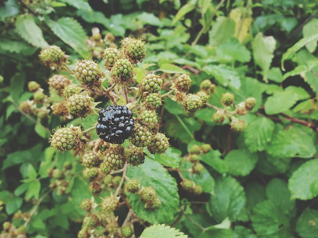 Photo close-up of blackberries growing outdoors