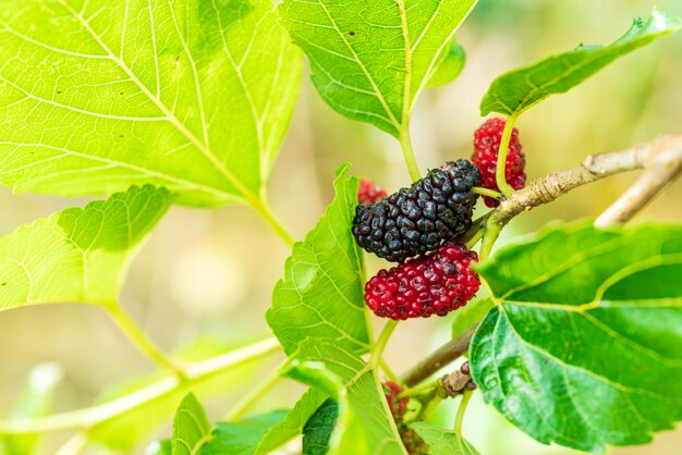 Close-up of blackberries growing on plant