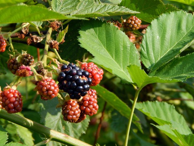 Close-up of blackberries growing on plant