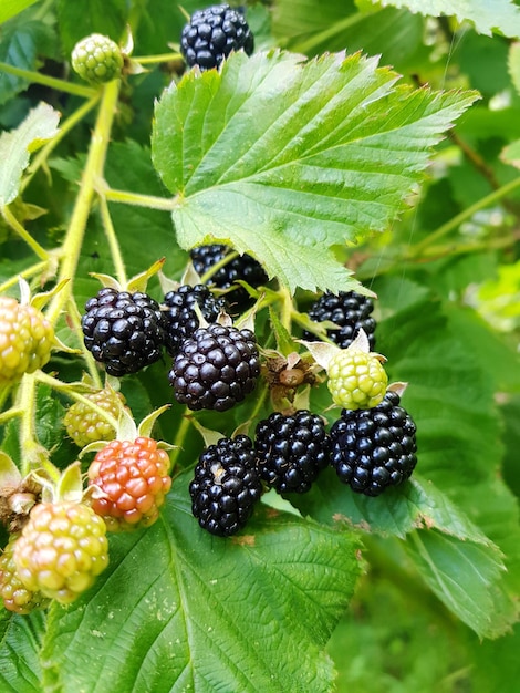 Photo close-up of blackberries growing on plant