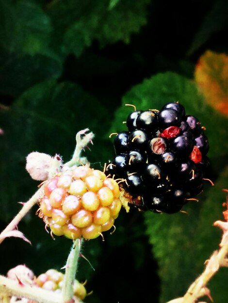 Photo close-up of blackberries growing on plant