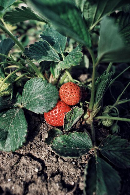 Photo close-up of blackberries growing on plant