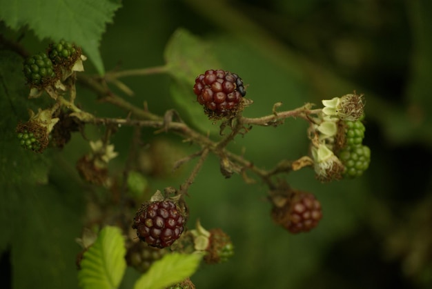 Photo close-up of blackberries growing on tree