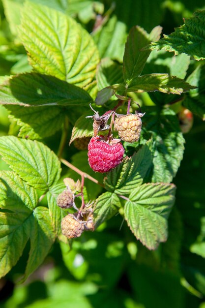 Photo close-up of blackberries growing on tree