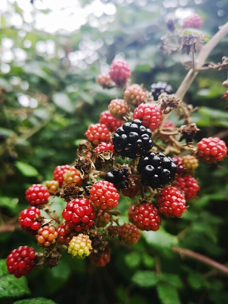 Photo close-up of blackberries on tree