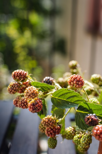 Close up of blackberry branch