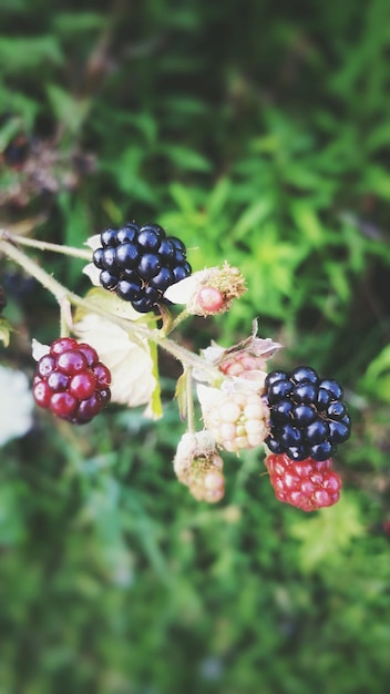 Photo close-up of blackberry growing on plant