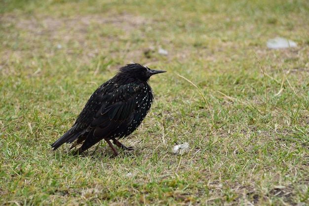 Photo close-up of blackbird on grassy field