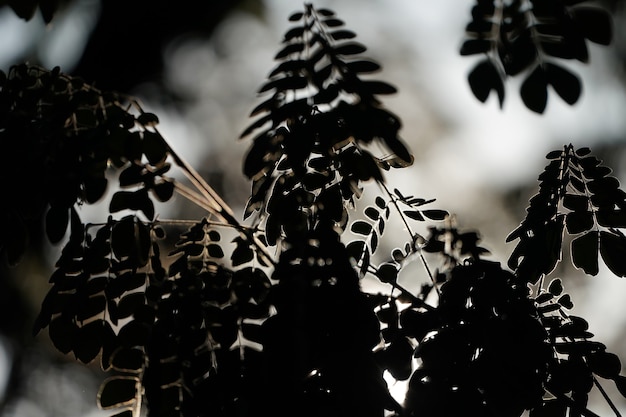 Close-up blad Silhouet stijl en rimlight van het blad