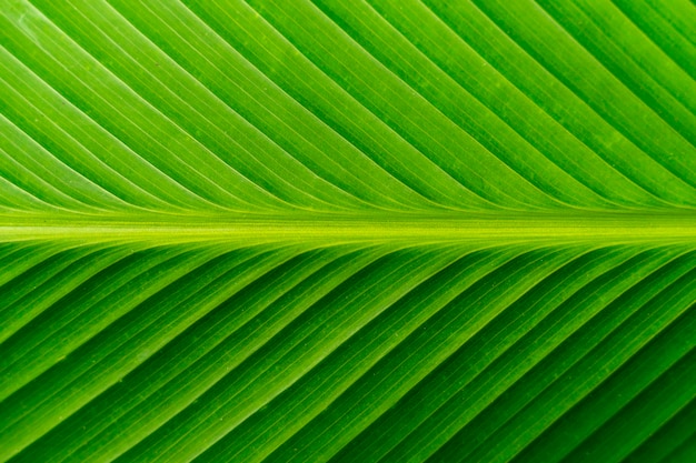 Close-up blad van een bananenplant bananenblad