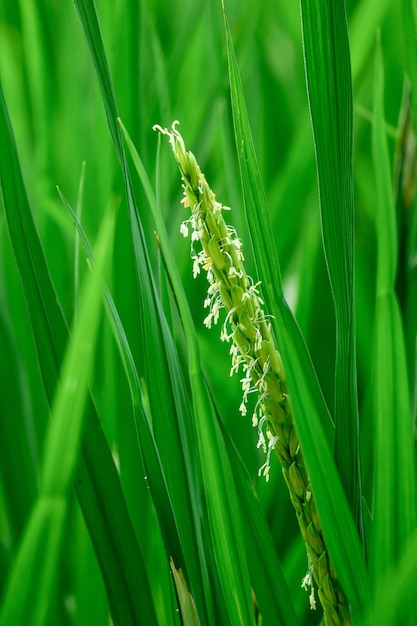 Photo a close up of a blade of grass with the word rice on it