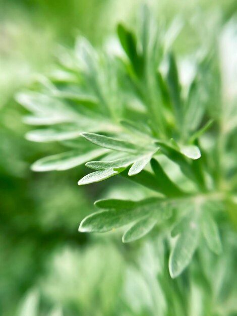 close-up bladeren van wormhoutplant