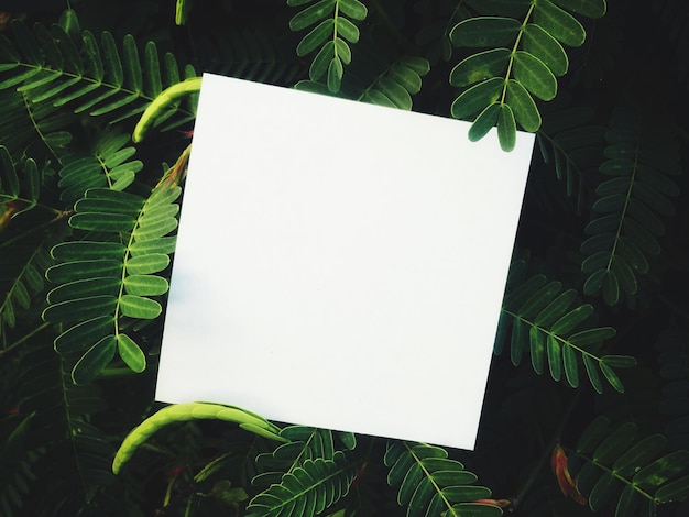 Photo close-up of blank paper on plants