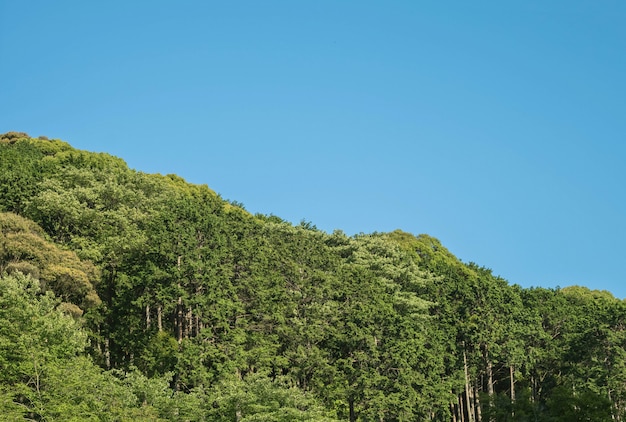 Close-up blauwe hemel met groene boomachtergrond met exemplaarruimte