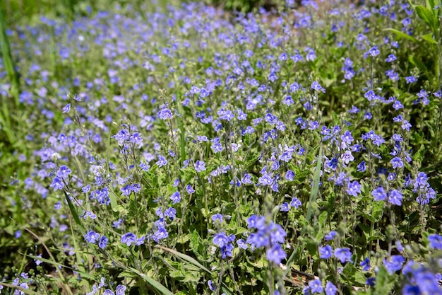 Close-up blauwe kleine bloemen. Weide plant achtergrond.