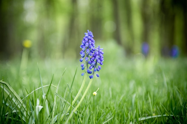 Close-up blauwe muscari bloemen in groen gras